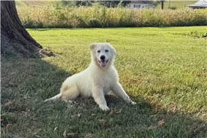 Preston - German Shepherd for sale