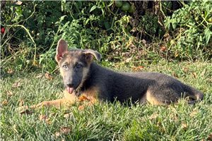 Miles - German Shepherd for sale