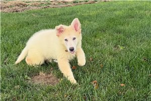 Preston - German Shepherd for sale