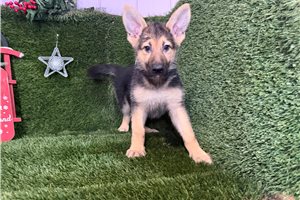 Gwen - German Shepherd for sale