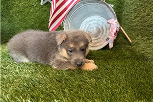Macy - puppy for sale