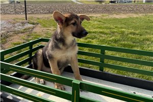 Paige - German Shepherd for sale