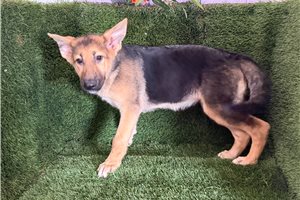 Gwen - German Shepherd for sale