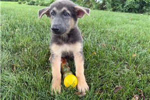 Miles - puppy for sale