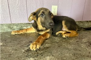 Miles - German Shepherd for sale