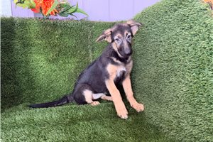 Paige - German Shepherd for sale