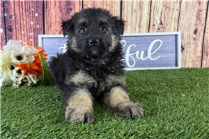 Winifred - German Shepherd for sale