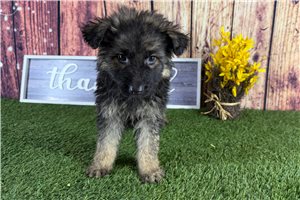 Adam - German Shepherd for sale