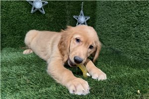 Dash - puppy for sale