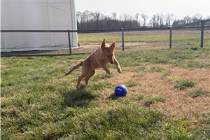 Darby - puppy for sale