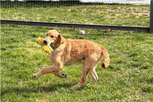 Dave - Golden Retriever for sale