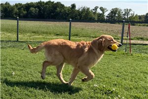 Dave - Golden Retriever for sale