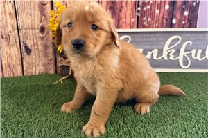 Vernon - Golden Retriever for sale