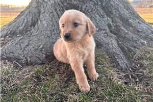Connie - puppy for sale