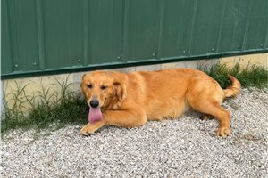 Dave - Golden Retriever for sale