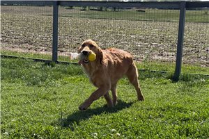 Darby - Golden Retriever for sale