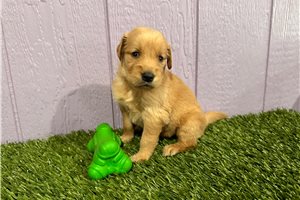 Cece - puppy for sale