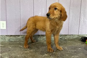 Calliope - puppy for sale