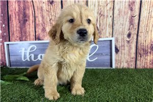 Zelda - Golden Retriever for sale