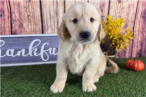 Zander - puppy for sale