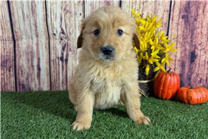 Victoria - puppy for sale