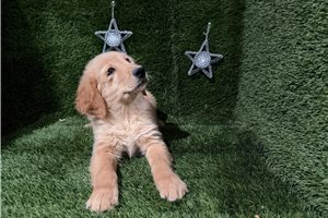 Carson - Golden Retriever for sale