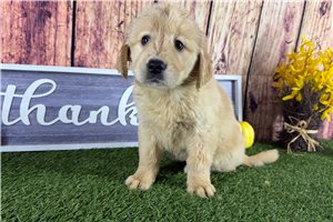 Zoey - puppy for sale
