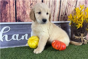 Zinnia - puppy for sale