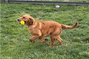 Darby - Golden Retriever for sale