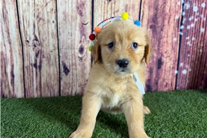 Violet - puppy for sale