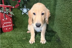 Dave - Golden Retriever for sale