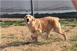 Dave - Golden Retriever for sale