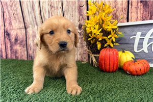 Vivian - puppy for sale