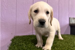 Gato - Labrador Retriever for sale