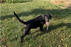 Tammy - Labrador Retriever for sale