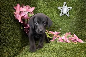 Tank - Labrador Retriever for sale