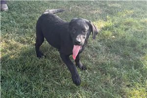 Tank - Labrador Retriever for sale