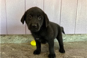 Millie - Labrador Retriever for sale