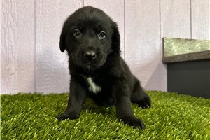Magnolia - puppy for sale