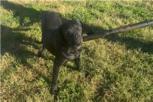 Tammy - Labrador Retriever for sale