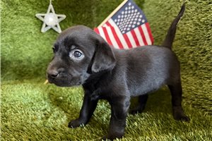 Tammy - Labrador Retriever for sale