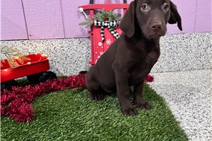 Violet - Labrador Retriever for sale