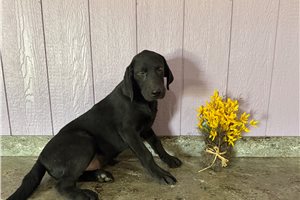 Tank - Labrador Retriever for sale