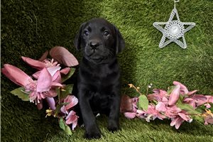 Tammy - Labrador Retriever for sale