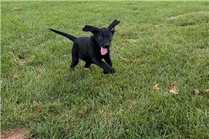 Tammy - Labrador Retriever for sale