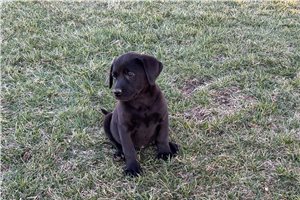 Alyssa - Labrador Retriever for sale