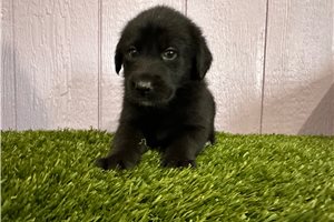 Maxine - Labrador Retriever for sale