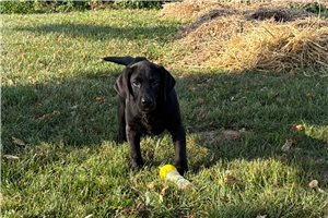 Tank - Labrador Retriever for sale