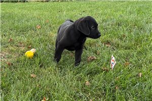 Tank - Labrador Retriever for sale