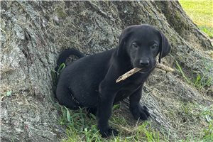 Tank - Labrador Retriever for sale